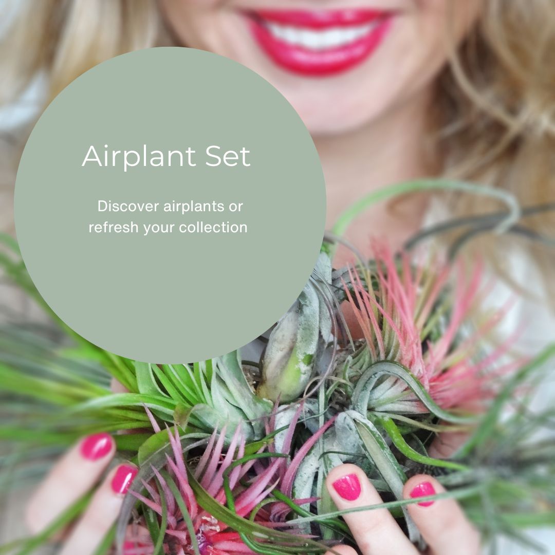 Airplants Set mit 3 Stück