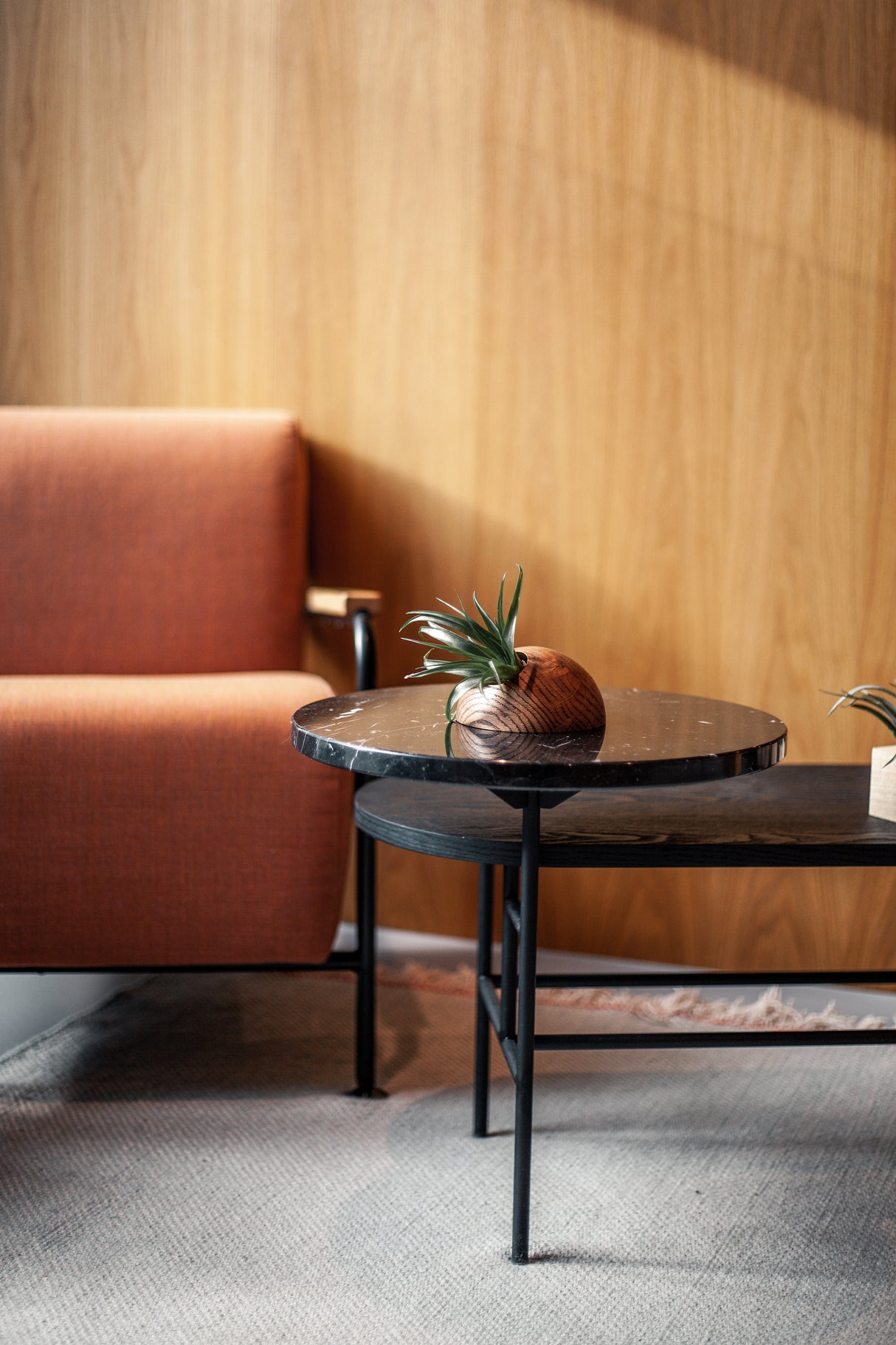 Hemisphere – Dunkle Eiche