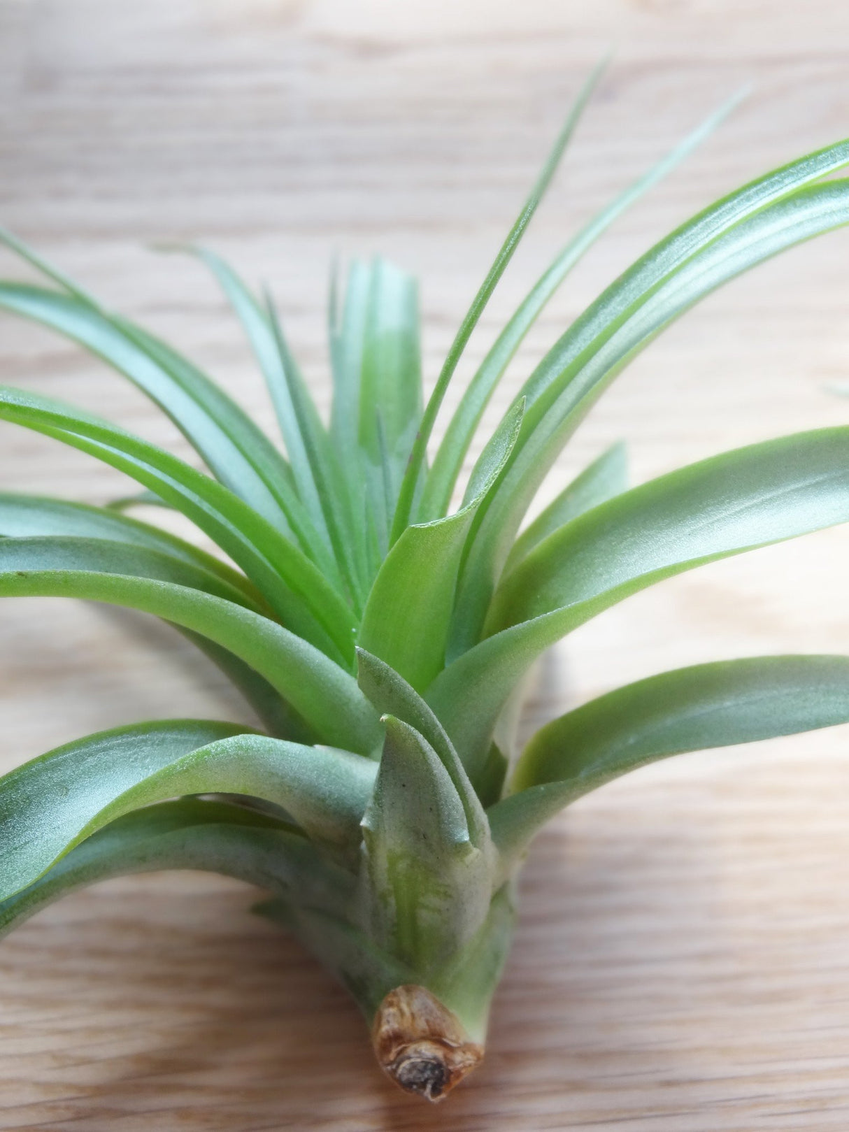 Tillandsia Brachycaulos tropical air plant