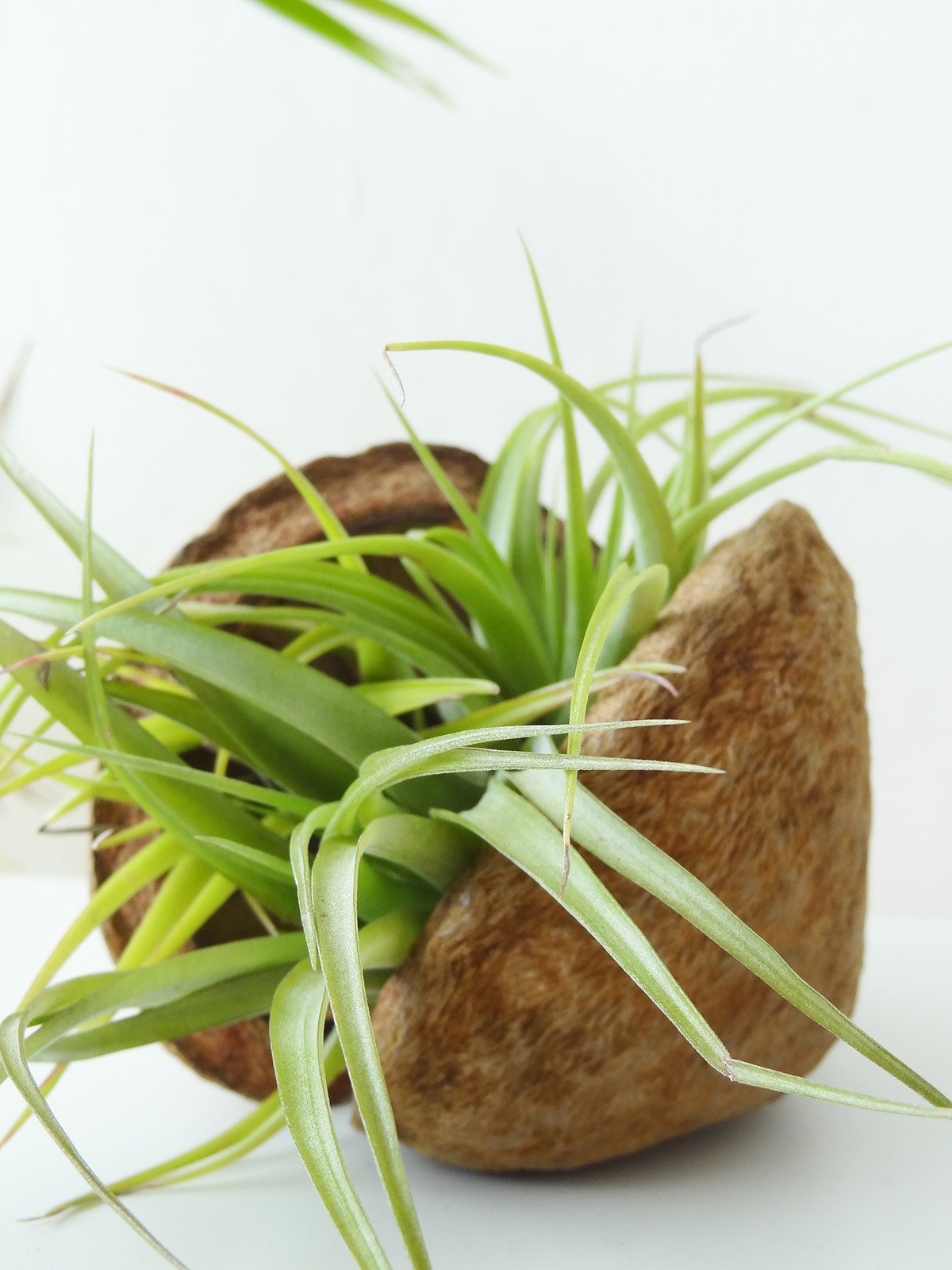 Tropische Nuss mit Airplant