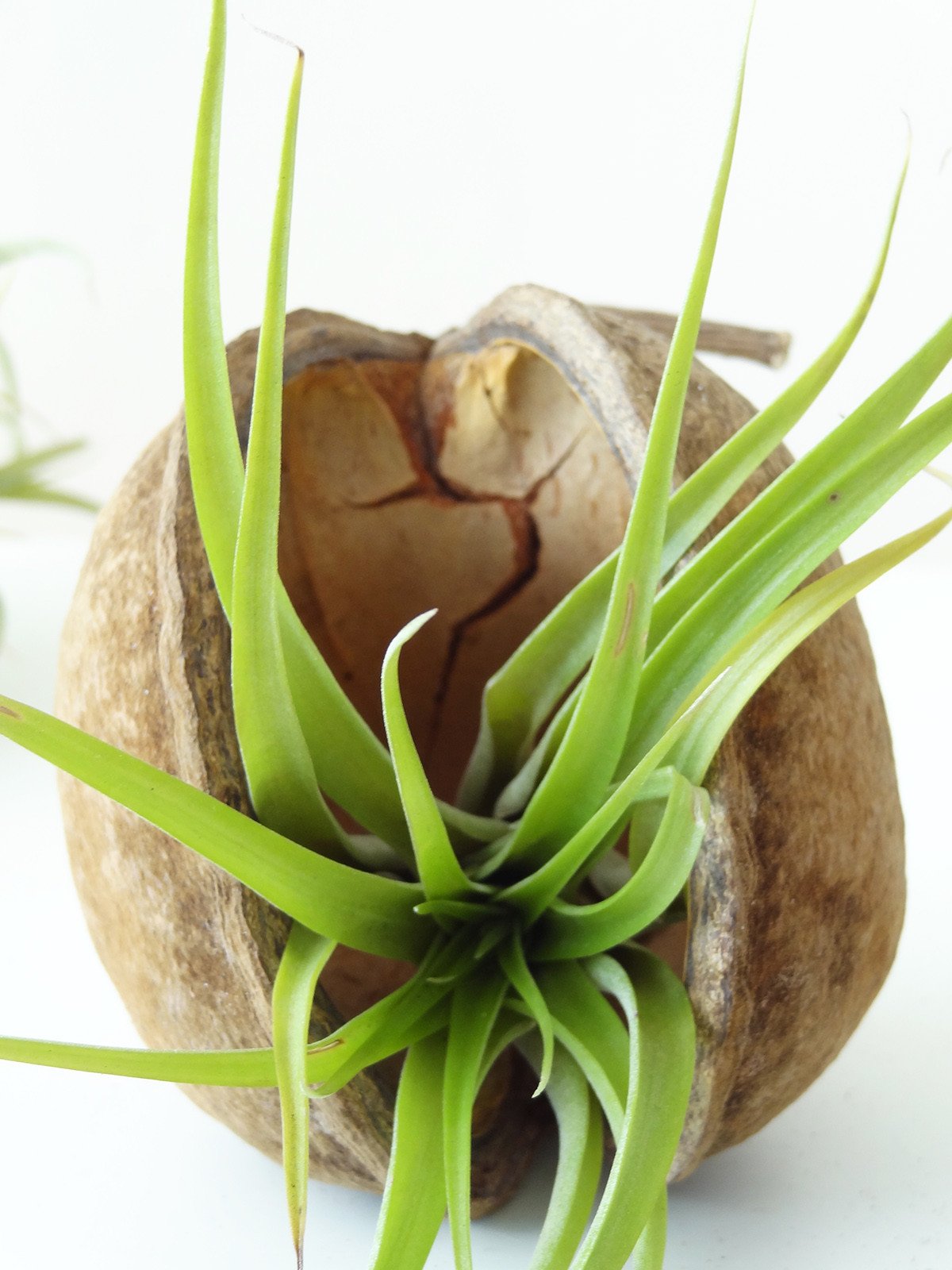 Tropische Nuss mit Airplant