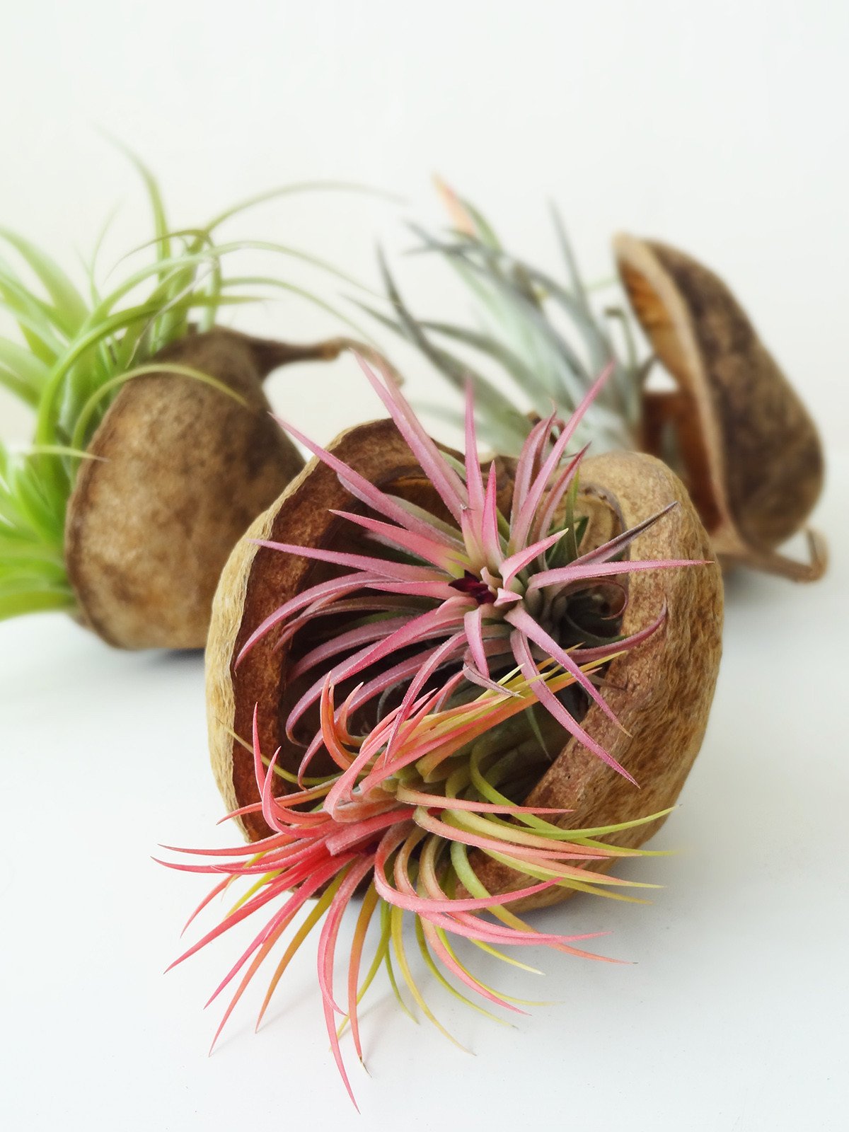 Tropische Nuss mit Airplant