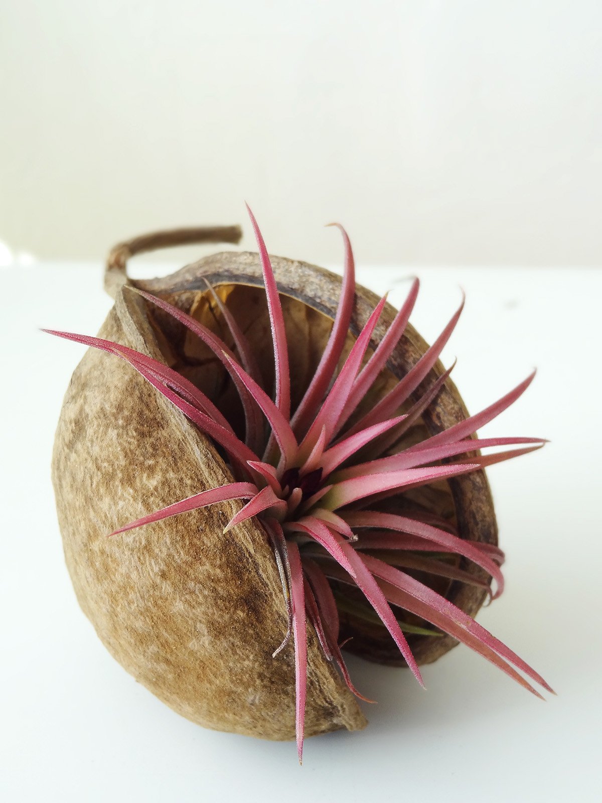 Tropische Nuss mit Airplant