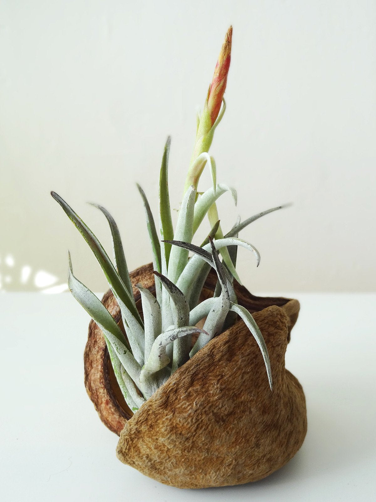 Tropische Nuss mit Airplant