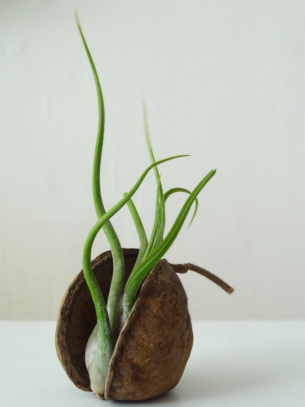 Tropische Nuss mit Airplant
