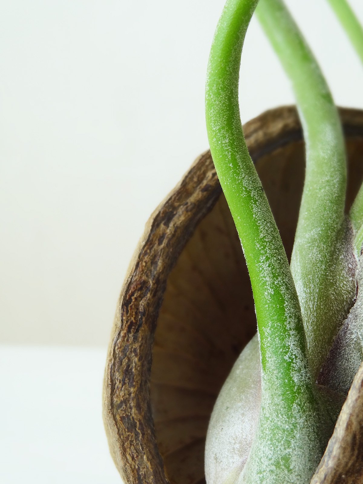 Tropische Nuss mit Airplant