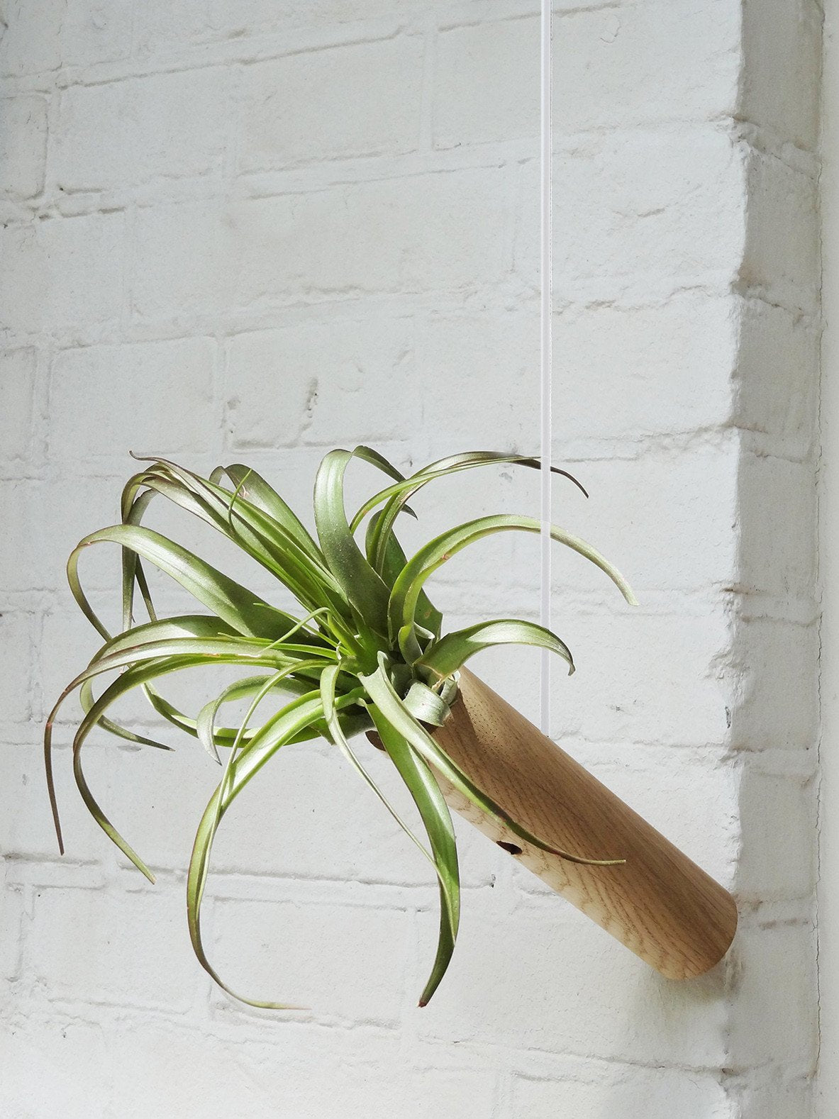 Hängender Cylinder – Helle Eiche