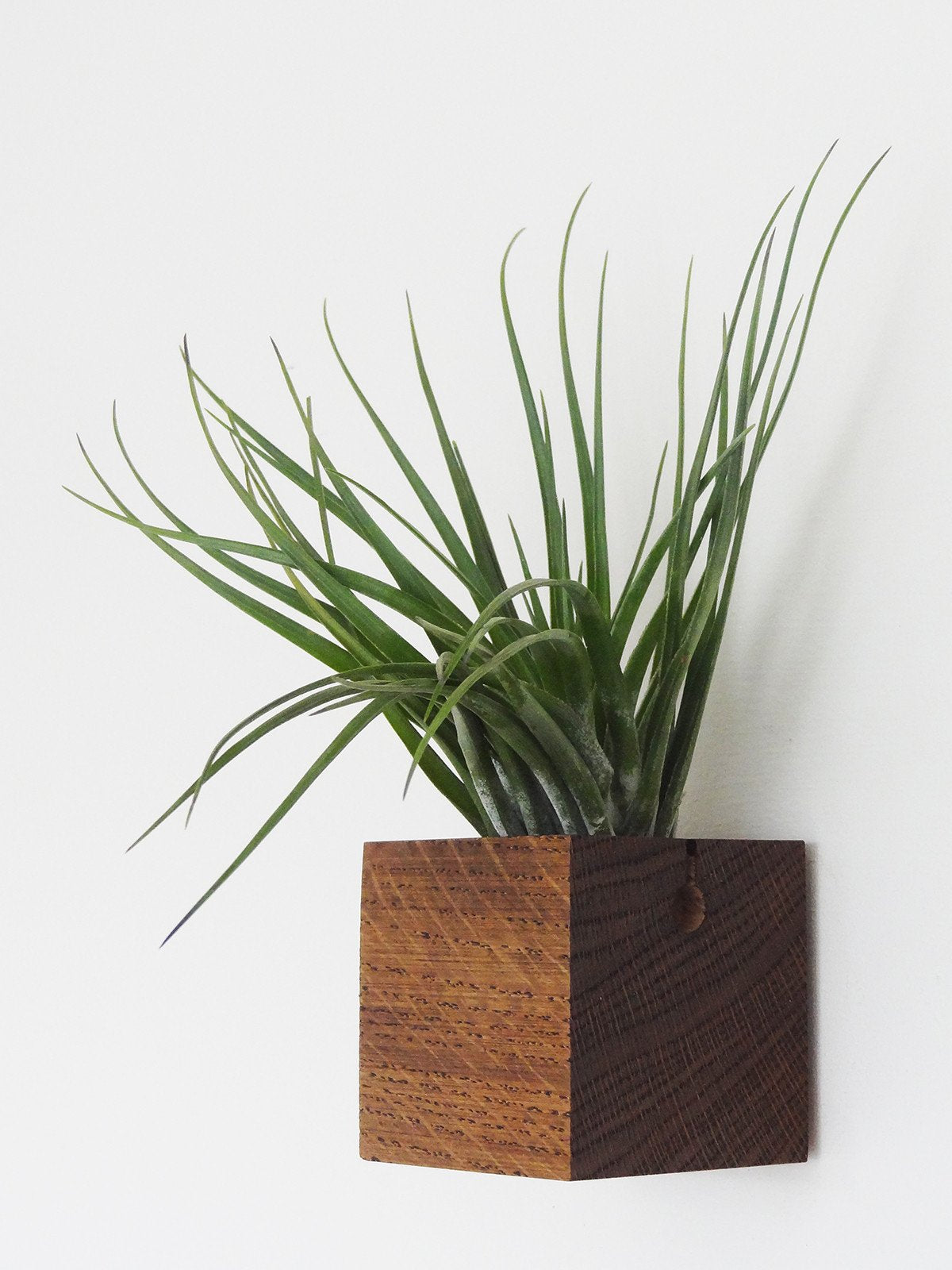 Würfel – Dunkle Eiche