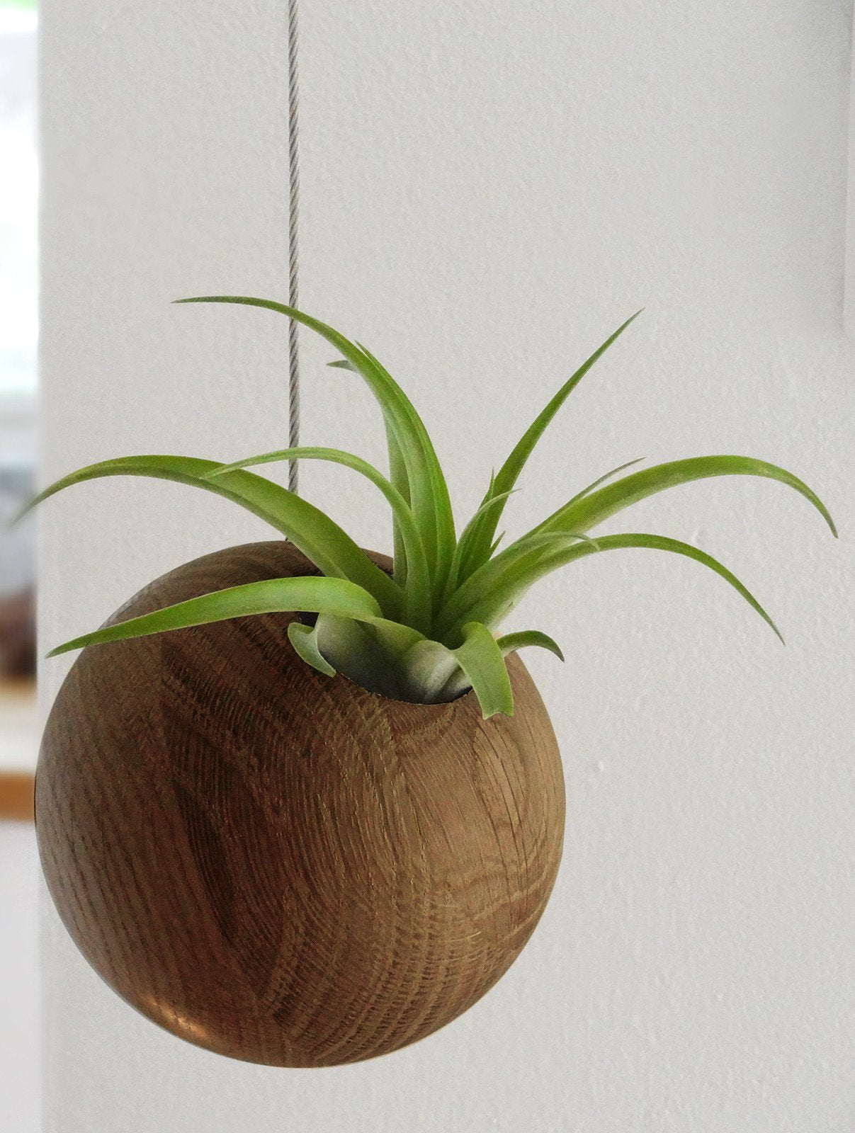 Hängende Sphere – Dunkle Eiche