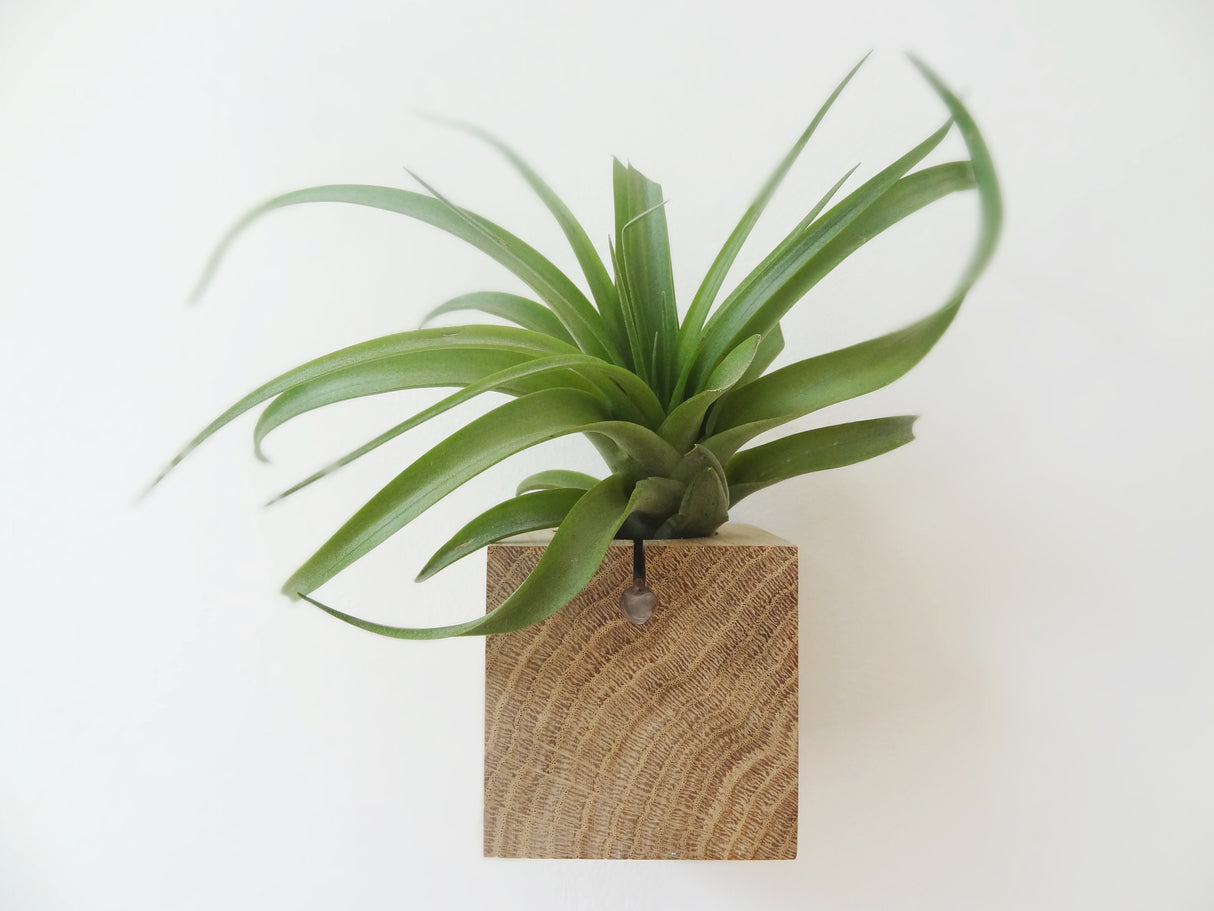 Würfel – Helles Eichenholz