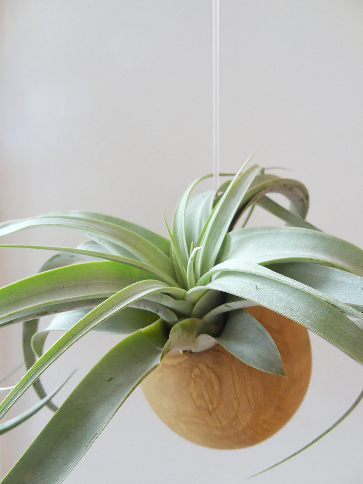 Hängende Sphere – Helle Eiche