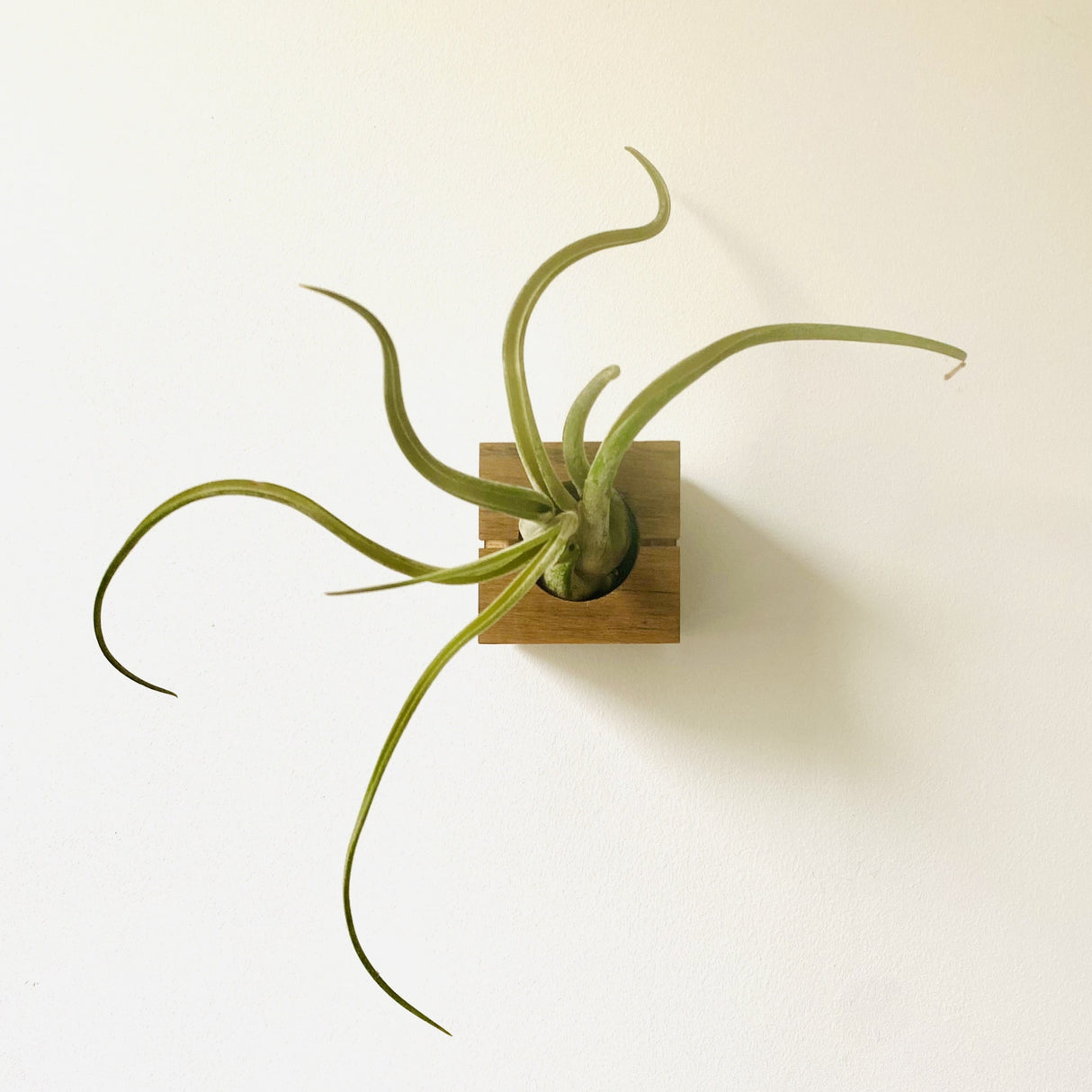 Würfel – Dunkle Eiche