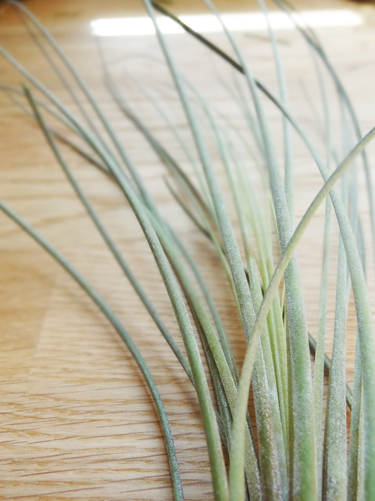 Tillandsia Juncea tropical air plant