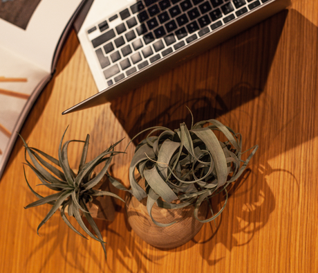Air Plants: The Easiest Way to Boost Productivity at Work!