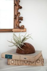 Hemisphere – Dunkle Eiche