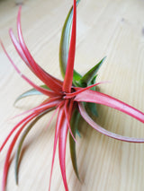 Tillandsia Brachycaulos tropical air plant in bloom