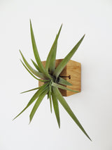 Cube air plant design holder with Tillandsia Brachycaulos horizontal wall orientation