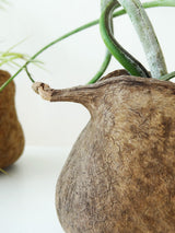 Tropische Nuss mit Airplant