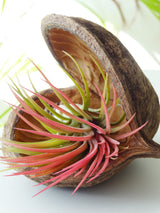 Tropische Nuss mit Airplant