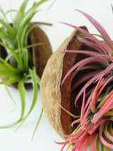 Tropische Nuss mit Airplant