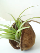 Tropische Nuss mit Airplant