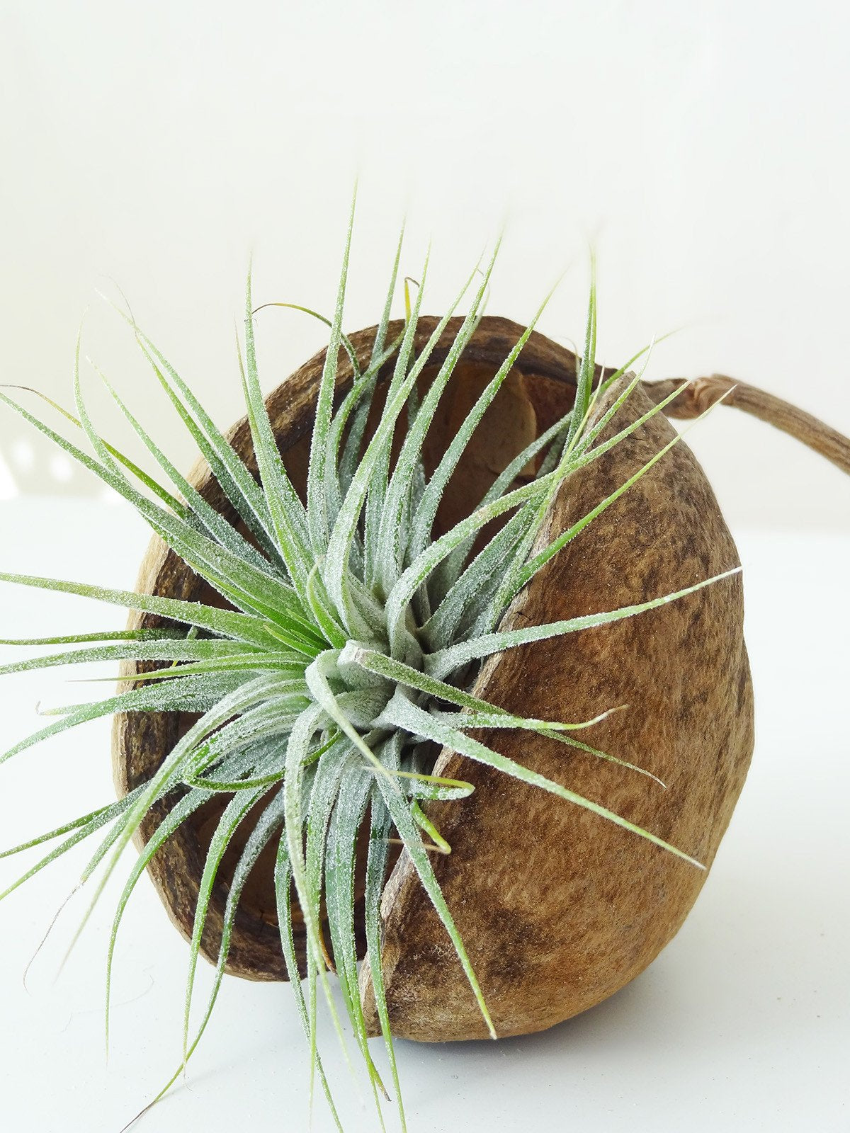 Tropische Nuss mit Airplant