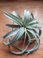 Tillandsia Xerographica tropical air plant