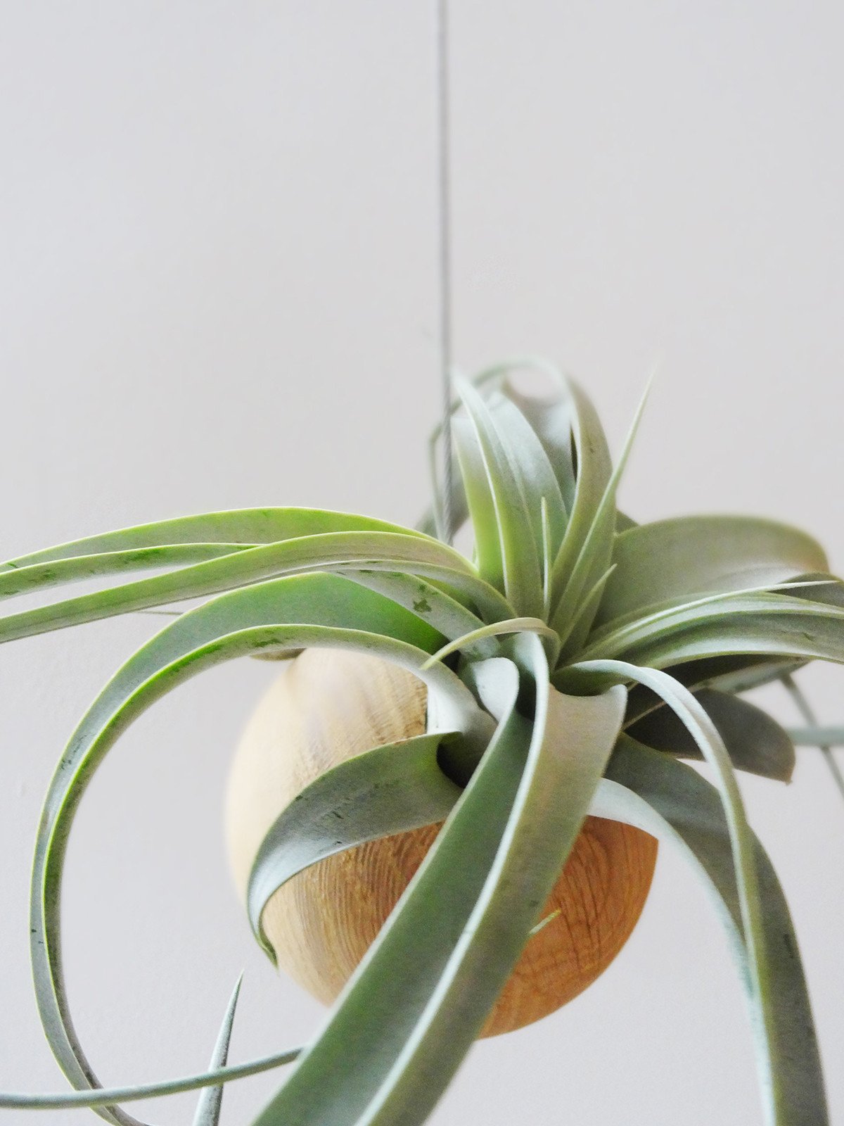 Tillandsia Xerographica tropical air plant in the Etairnity oak sphere