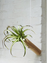 Hängender Cylinder – Helle Eiche