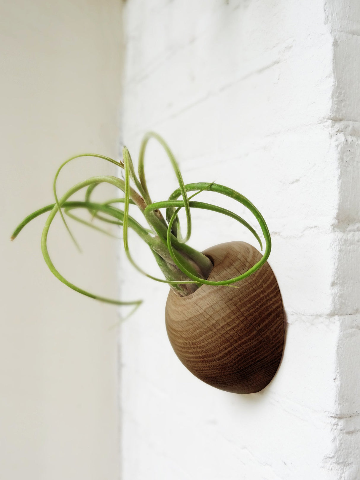 Hemisphere – Dunkle Eiche