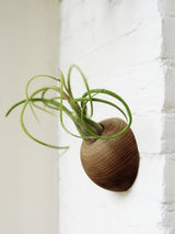 Hemisphere – Dunkle Eiche