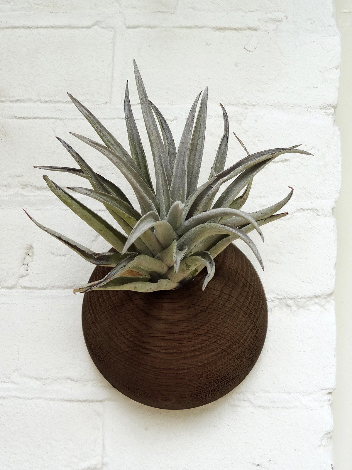 Hemisphere – Dunkle Eiche