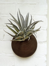 Hemisphere – Dunkle Eiche