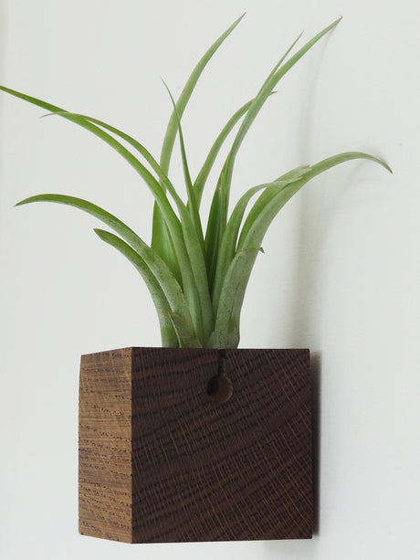 Würfel – Dunkle Eiche