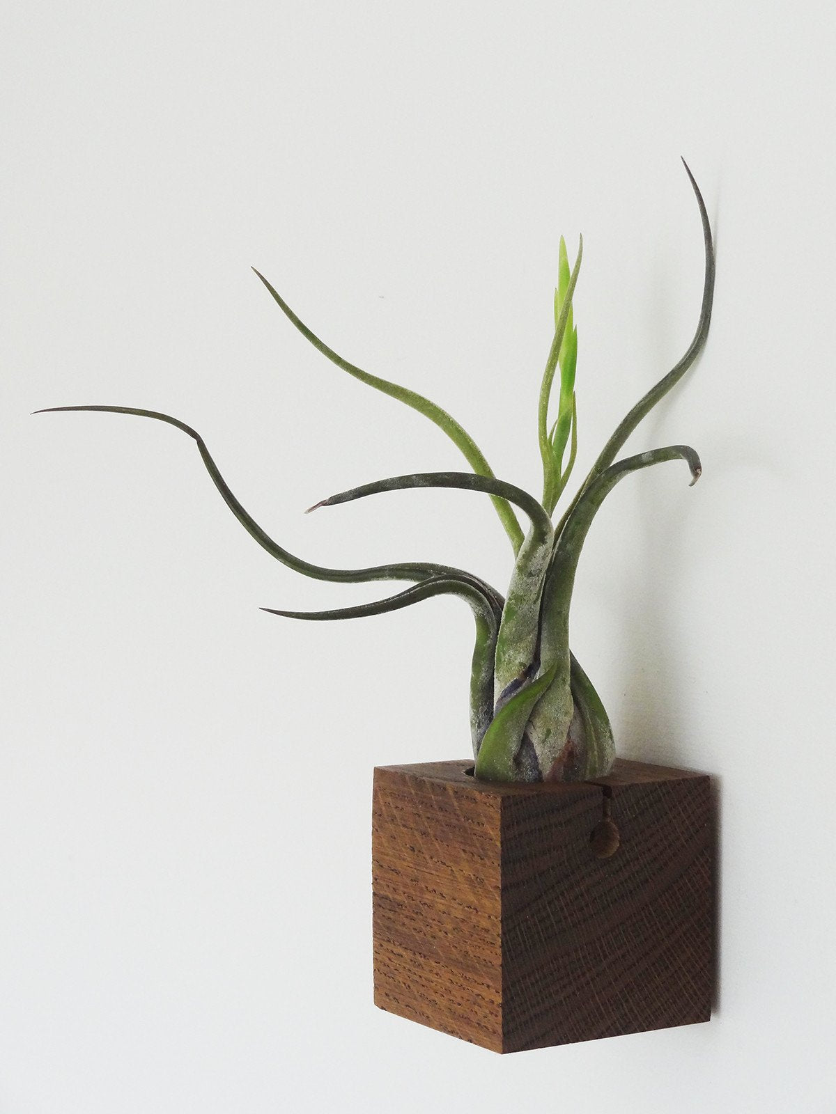 Würfel – Dunkle Eiche