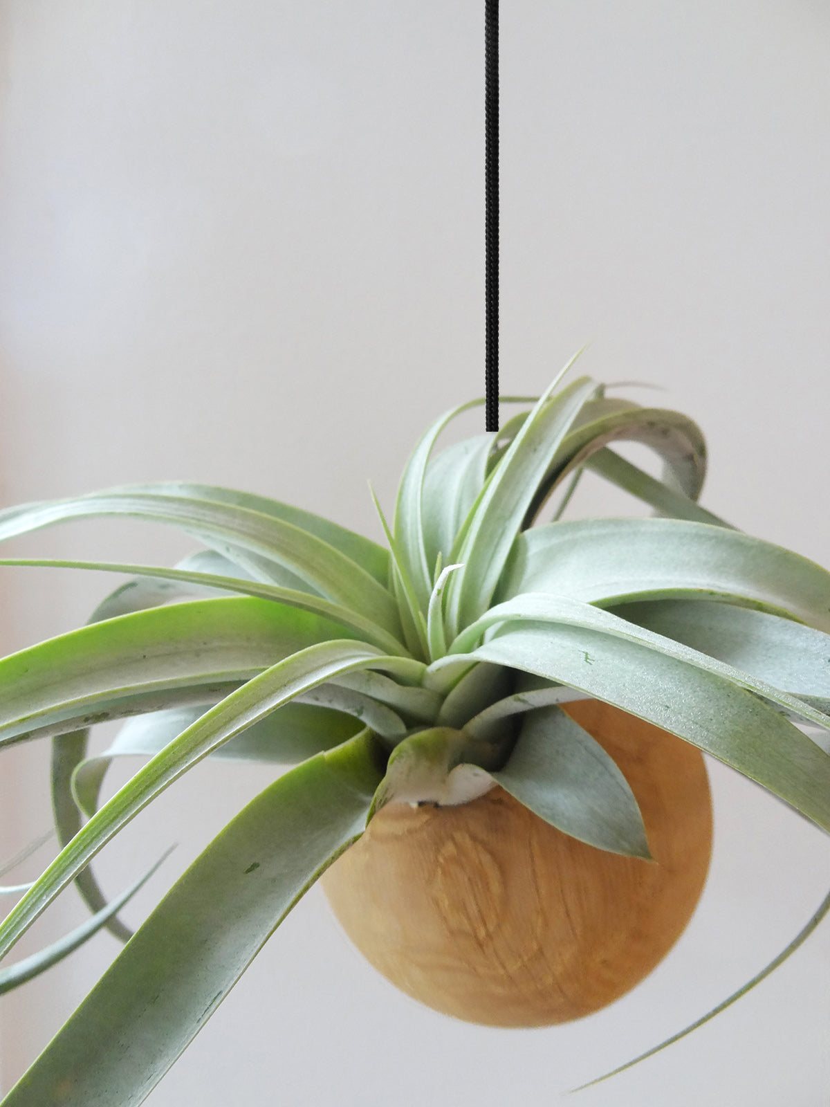 Hängende Sphere – Helle Eiche