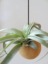 Hängende Sphere – Helle Eiche