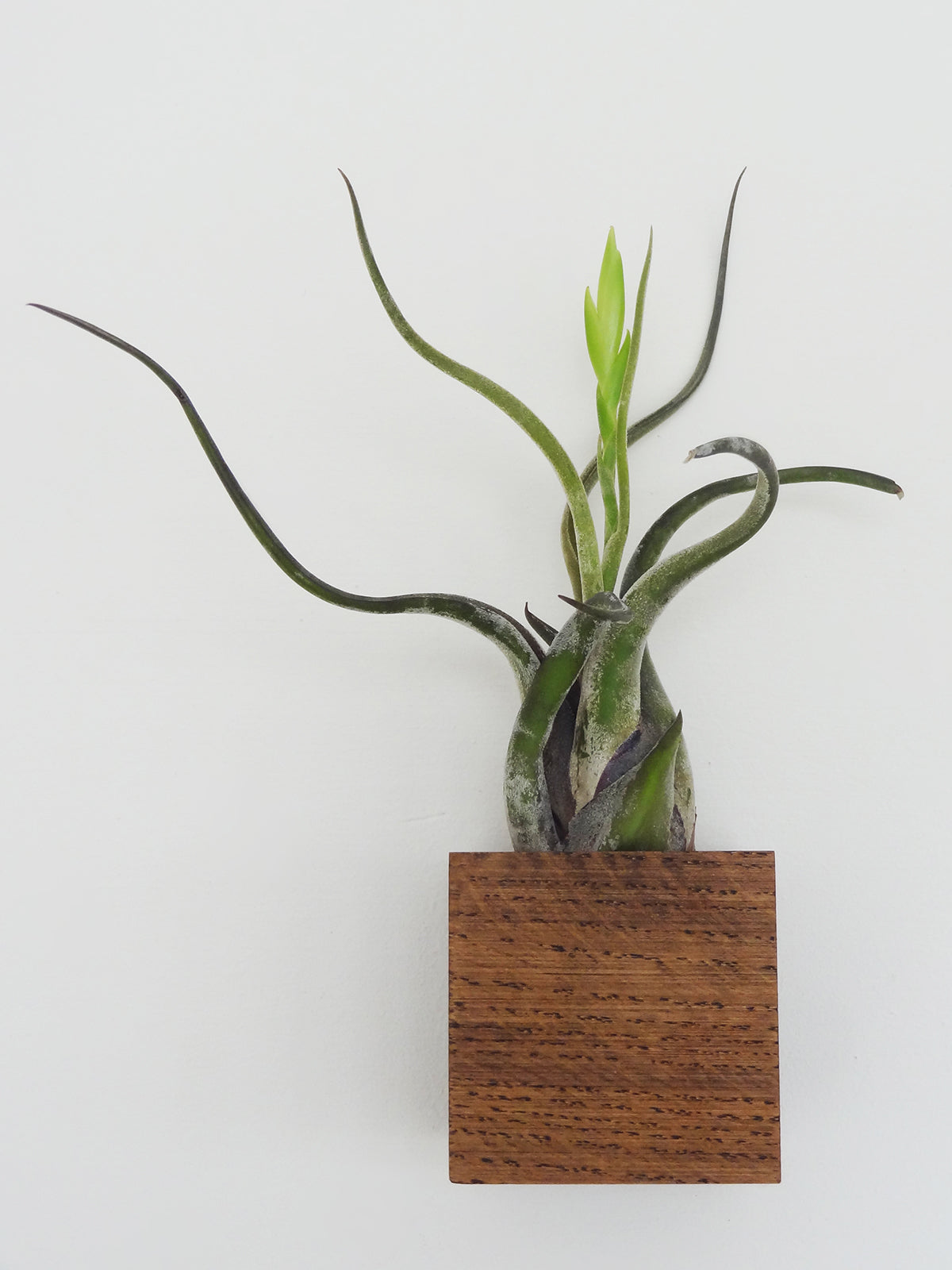 Würfel – Dunkle Eiche