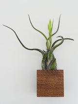 Würfel – Dunkle Eiche