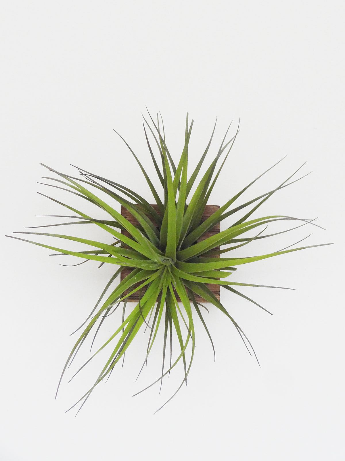 Würfel – Dunkle Eiche