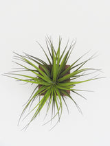 Würfel – Dunkle Eiche