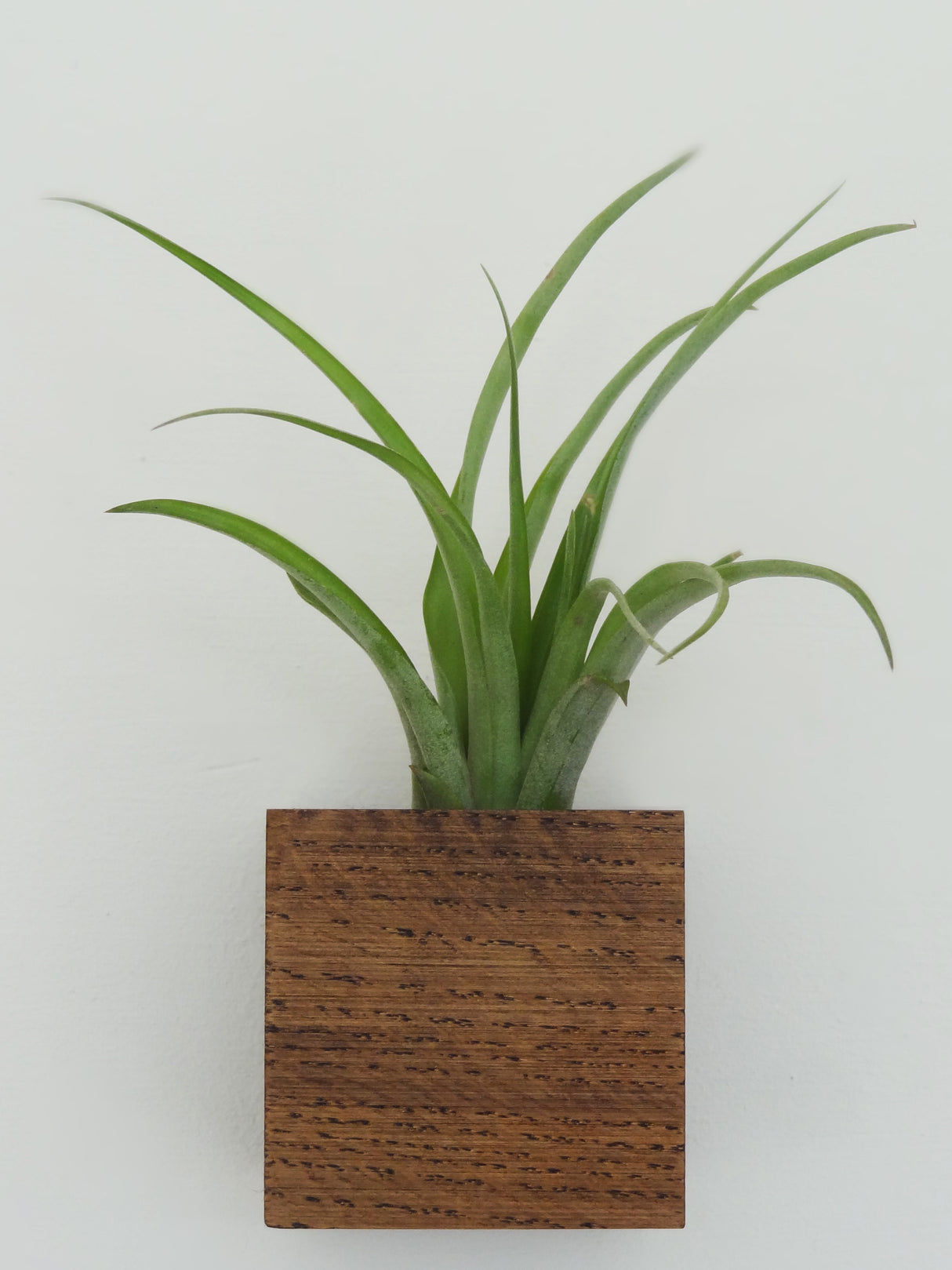 Würfel – Dunkle Eiche