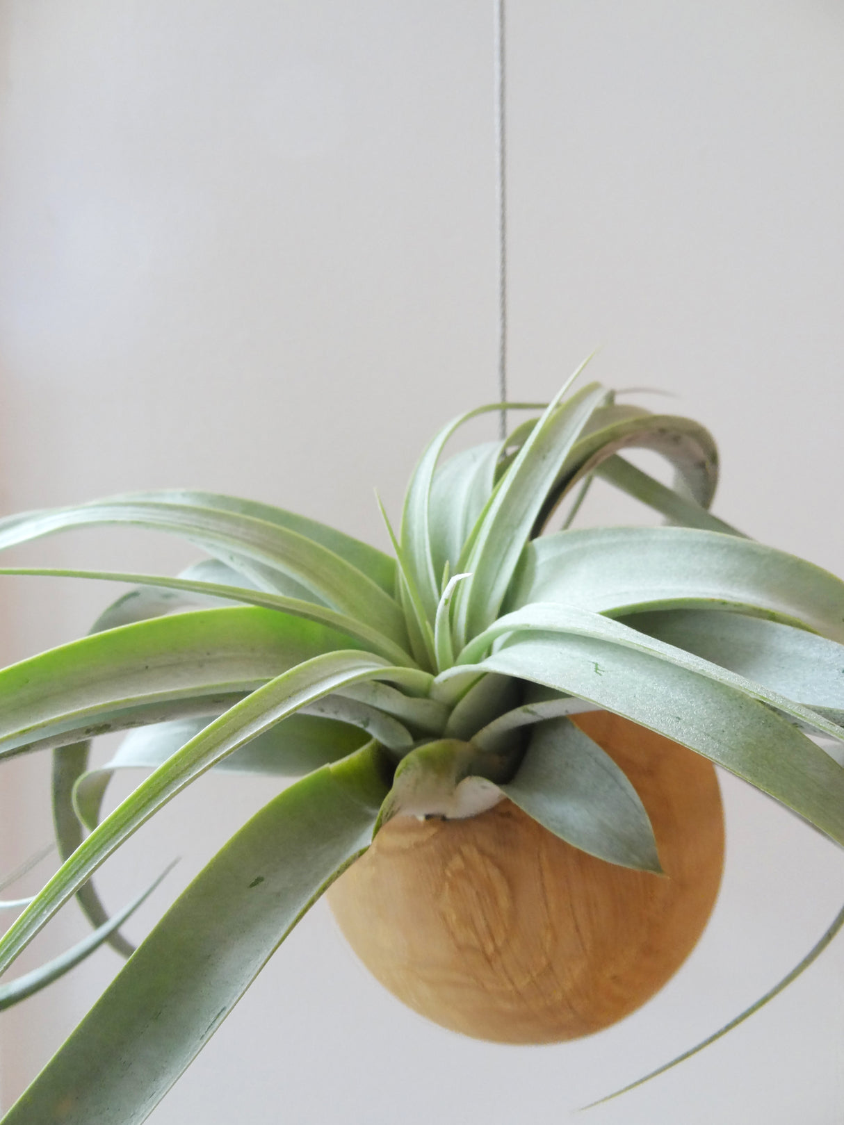 Hängende Sphere – Helle Eiche