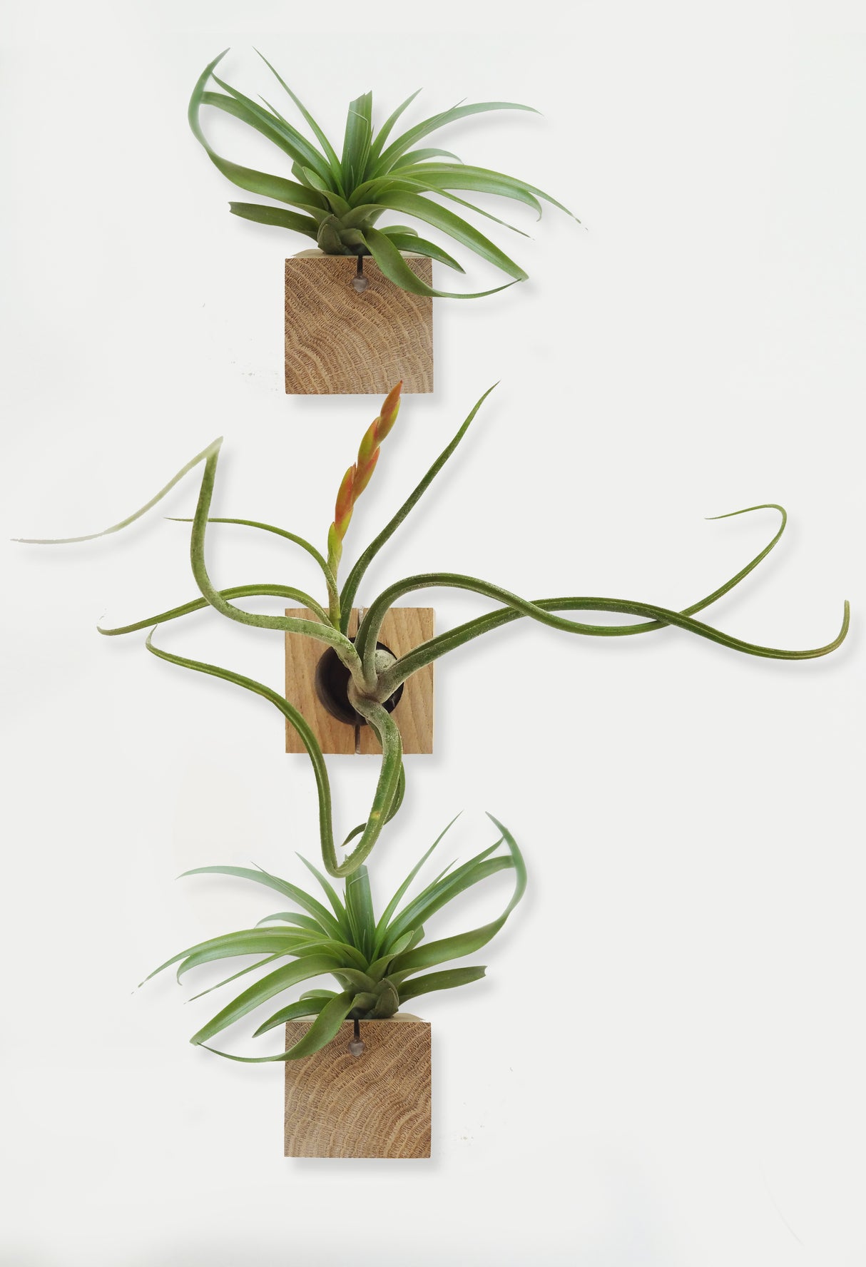 Würfel – Helle Eiche – 3er Set