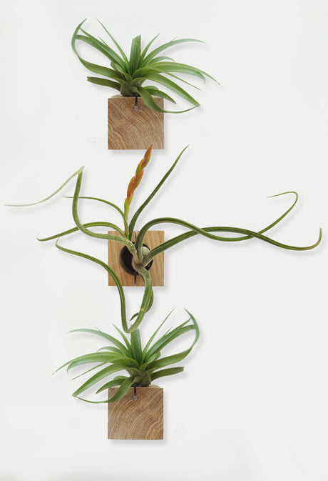 Würfel – Helle Eiche – 3er Set