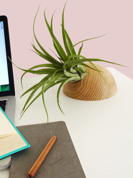 Hemisphere – Helle Eiche