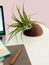 Hemisphere – Dunkle Eiche