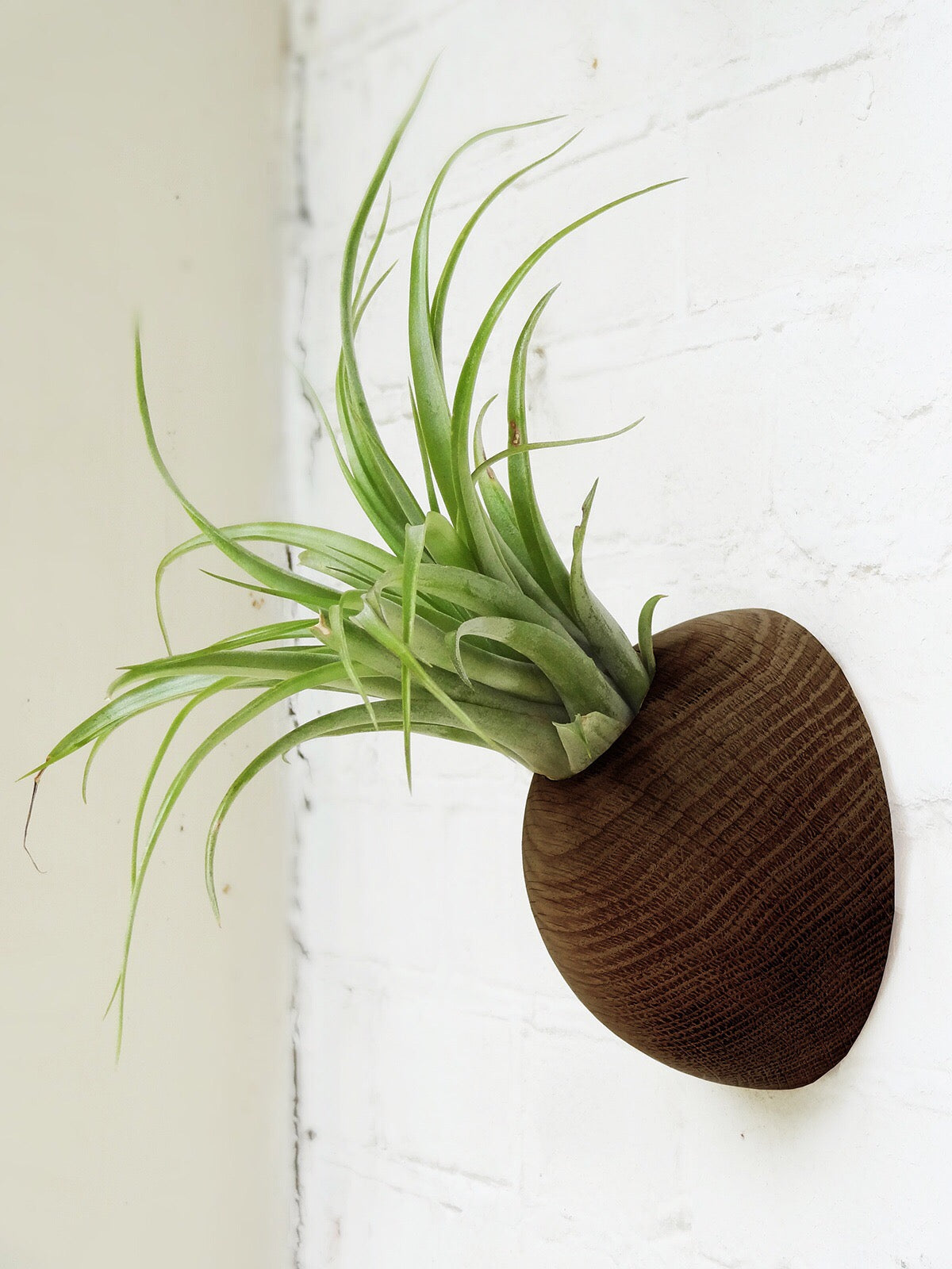 Hemisphere – Dunkle Eiche