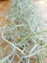 Tillandsia Usneoidus (Spanish Moss) tropical air plant