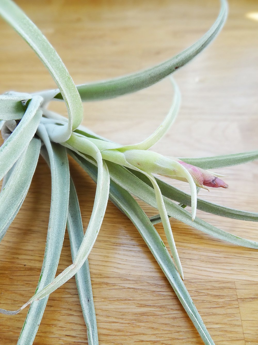 Tillandsia Harissii tropical air plant with flower